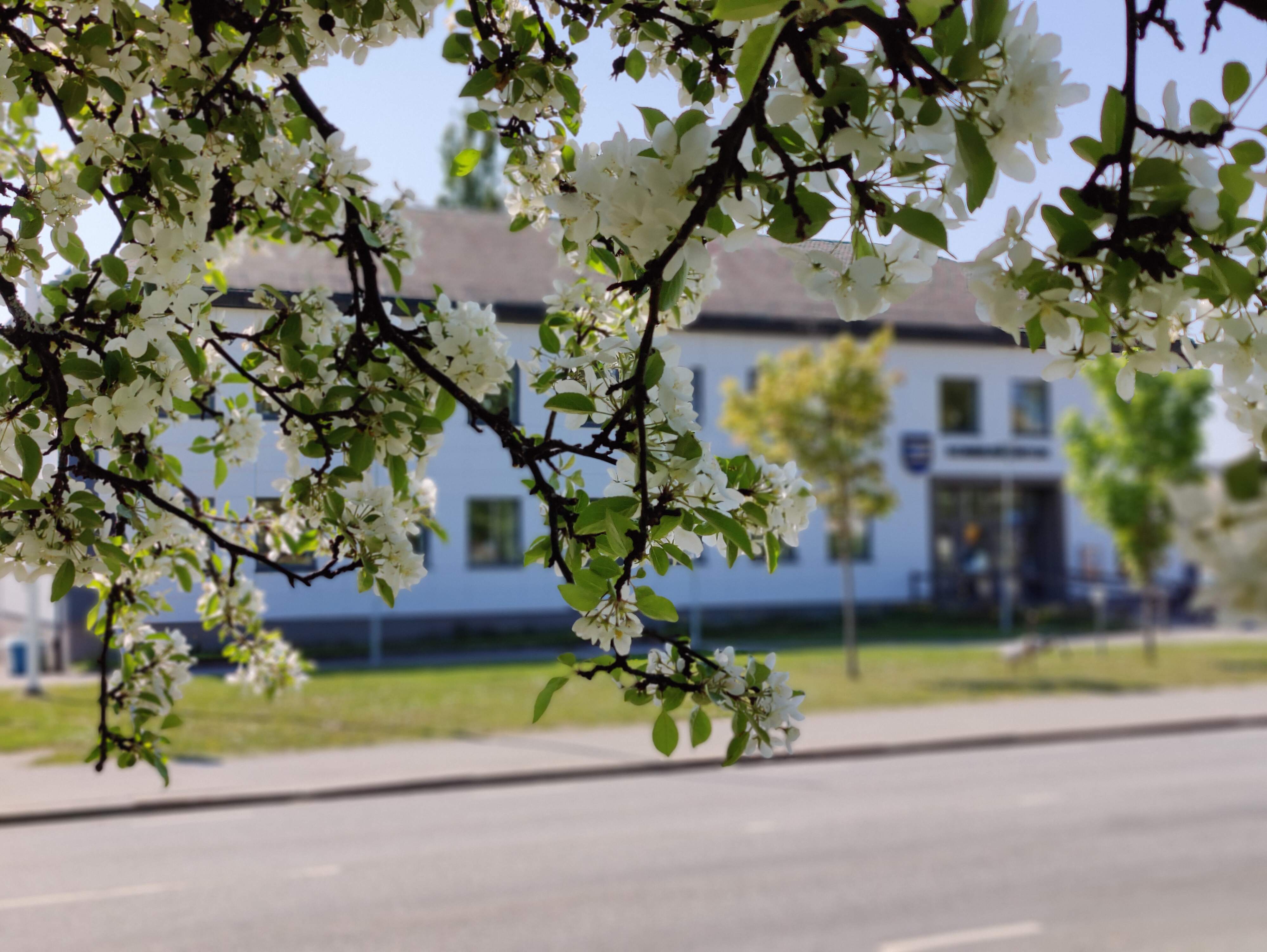 Sommarträd framför kommunhuset